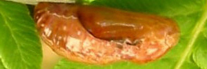 Pupae
